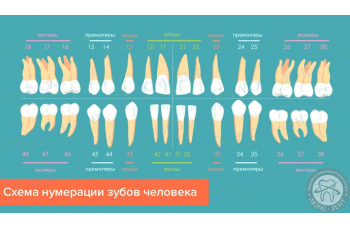 Скільки коренів у зубів